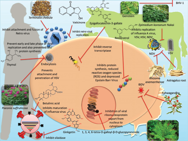 Figure 1: Detailed information regarding presence of ribose in living beings.
