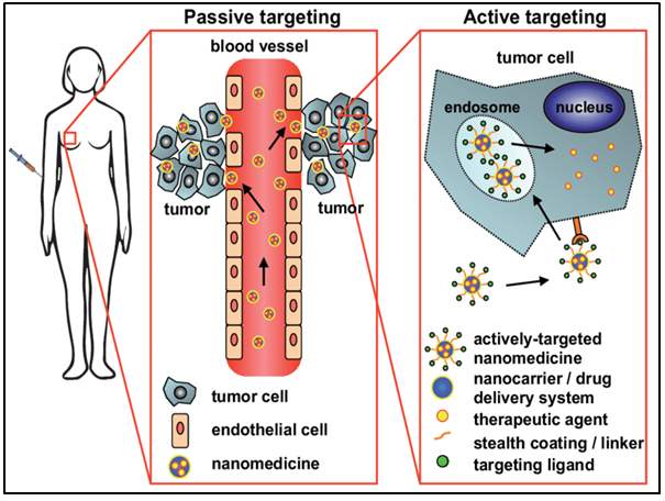 Figure 1: Polymeric nanoparticles for targeted drug delivery system for cancer therapy.