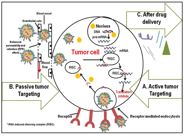 Figure 2: Targeted drug delivery to tumors. Passive targeting of nanomedicines is accomplished by virtue of their ability to extravasate out of the leaky tumor vasculature in combination with ineffective lymphatic drainage, also known as the enhanced permeability and retention (EPR) effect. Active targeting is realized by functionalizing nanomedicines with targeting ligands that recognize tumor cell markers to increase cell specificity and uptake.