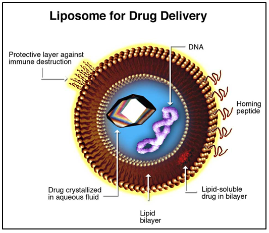 Figure 4: Computational approaches to the rational design of nano emulsions, polymeric micelles, and dendrimers for drug delivery.