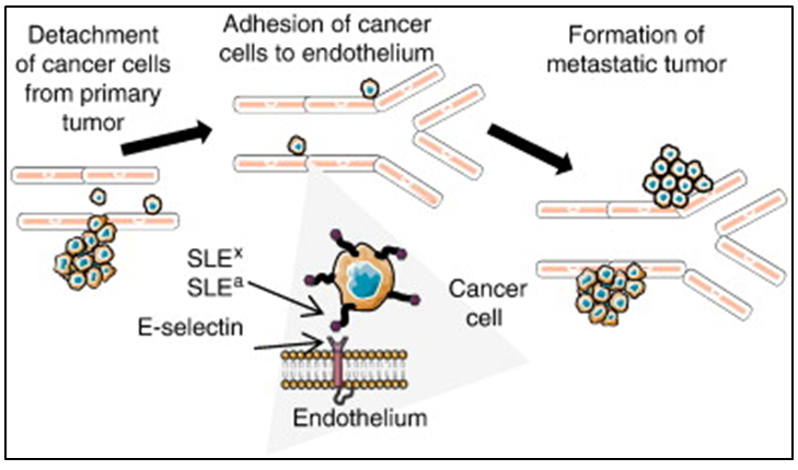 Figure 5: E-selectin as a target for drug delivery and molecular imaging.