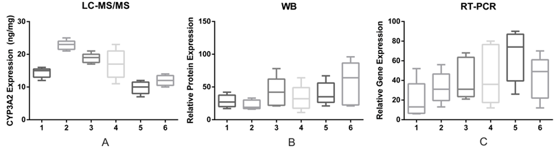Figure 3: CYP3A2 expression measured by LC-MS/MS, WB and RT-PCR in parental cell lines. All experiments were performed in five times (mean ± SD are given).