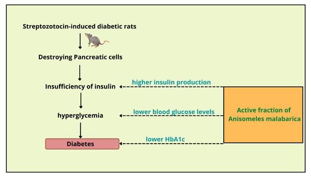 Figure 1: Schematic representation showing active fraction of A. malabarica antidiabetic potential by enhancing insulin production, lowers the blood glucose and HbA1c.