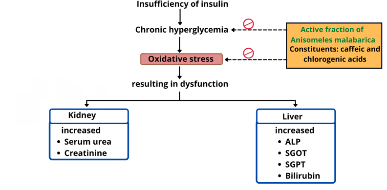 Figure 2: Showing the antioxidant effect of _A. malabarica_ to treat kidney and liver dysfunction due to chronic hyperglycaemia.