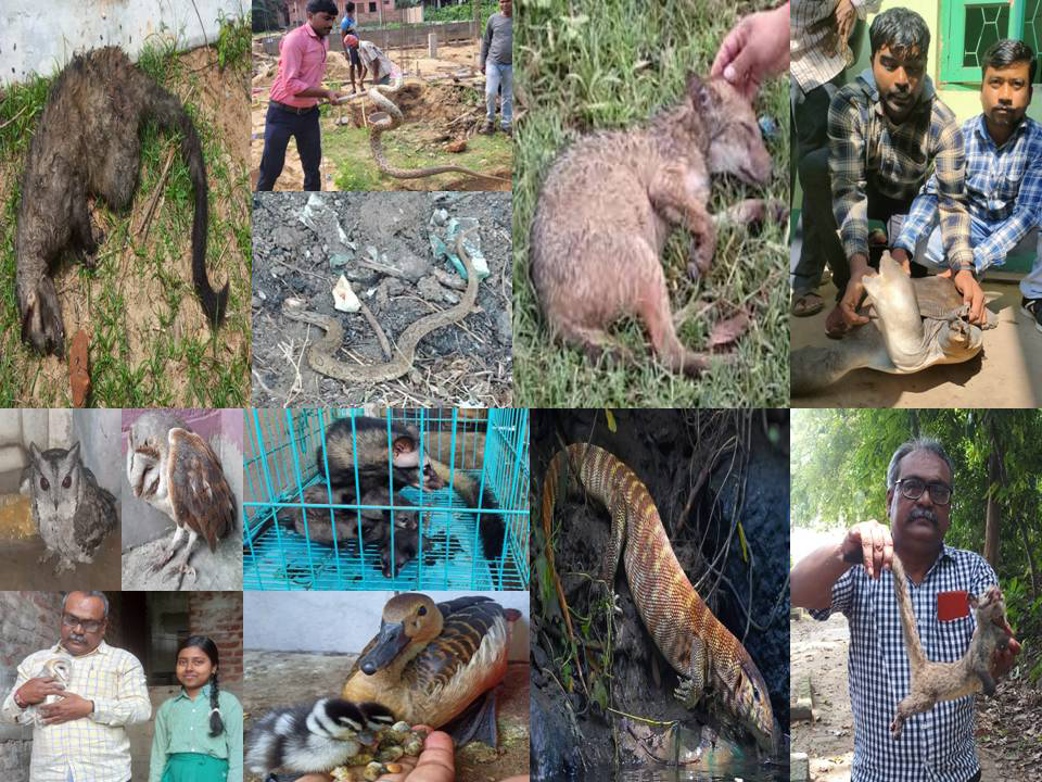 Figure 2: Rescue of Wild Animals for Advances in Clinical Toxicology Eco-Technology from Banka-Siphon, and Eden-Canal.