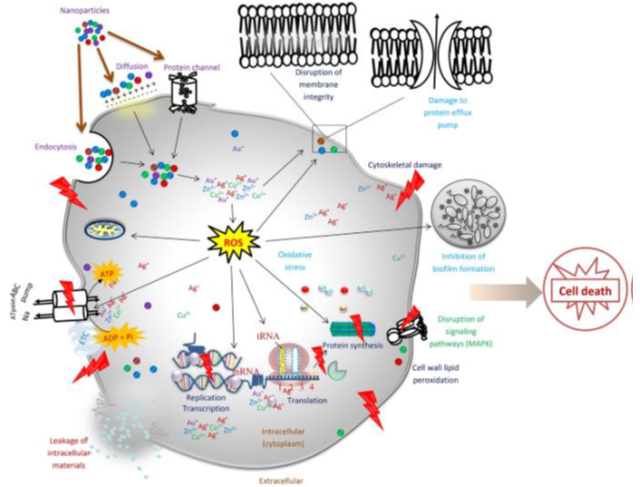 Figure 2: The actions of NPs as antibacterial agents and how NPs penetrate the bacterial cell walls [15].