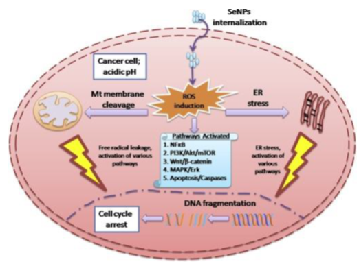 Figure 3: The internal mechanisms of SeNPs, and their role in generation ROS [31].