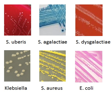 Figure 2: Structure of _S._ _uberis_, _S._ _agalactiae_, _S._ _dysgalactiae_, _Klebsiella_, _S._ _aureus_, _E._ _coli_. In the development of mastitis, microorganisms enter the quarter and multiply while some microorganisms enter the udder from the other part of body, but this theory is under debate. The steps involved in mastitis infection shown below [14].