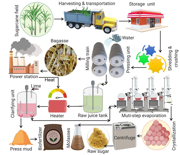 Figure 1: Sugar production steps at industrial level [4].
