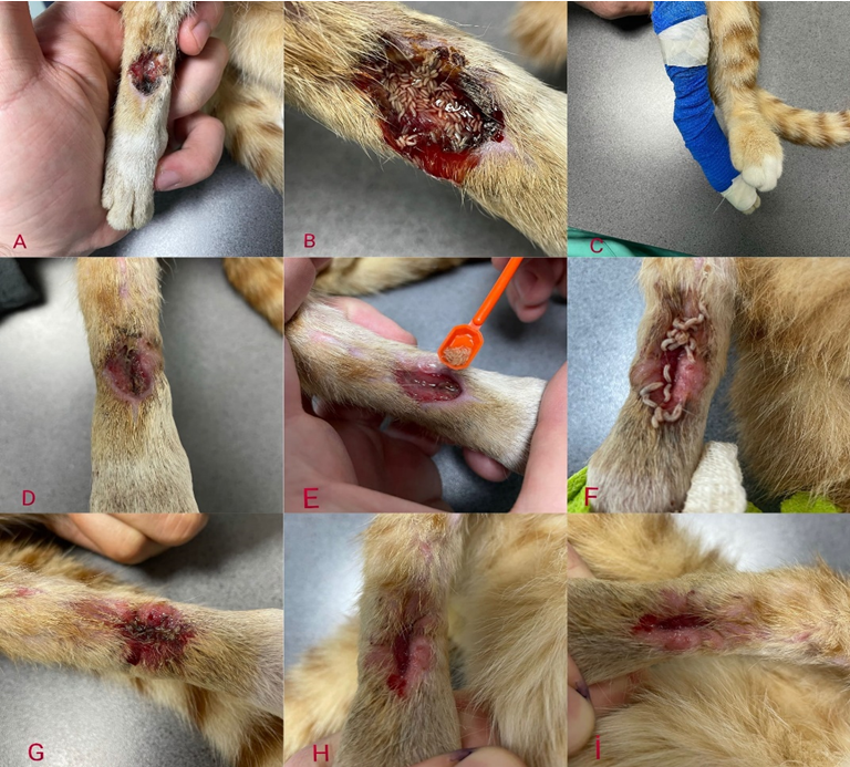 Figure 2: A: Condition of the wound before MDT, B: First larval application, C: Wound closure after larval application, D and E: Stages of the second and third larval application, F: Condition of the wound after the fourth larval application just before the larvae were collected from the wound, G: The appearance of the wound after the fifth application, H and I: Final appearance of the wound after the sixth and seventh application.