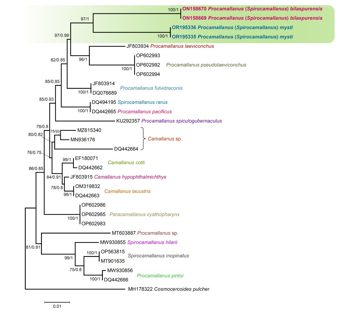 Figure 1: Consensus maximum likelihood and Bayesian inference phylogenetic tree inferred with partial 18S rDNA sequences for species of Procamallanus. Numbers near internal nodes show ML bootstrap and probabilities (BI) values. GenBank accession numbers precede species names. Scale-bar indicates the expected number of substitution per site. Species sequenced in the present study are shown in bold.