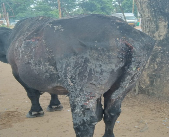 Figure 1: Stray bull with burns on the day of presentation.