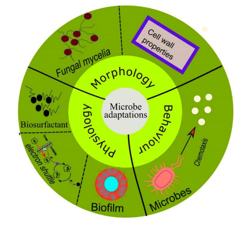 Figure 2: Impact of medical waste on the environment.