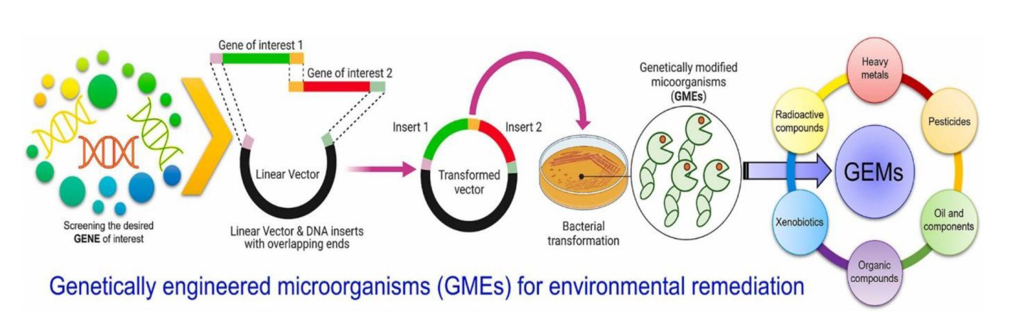 Figure 4: Typical process of medical waste bioremediations by genetically engineered microorganism.
