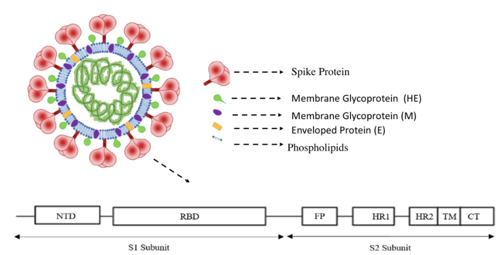 Figure 1: Structure of SARS-CoV-2 and its protein ​[5].