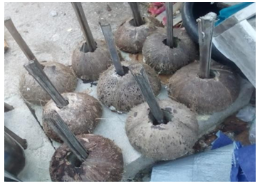 Figure 2: Coconut Shell Media.