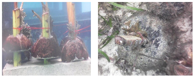 Figure 4: Propagation with Coconut Shell.