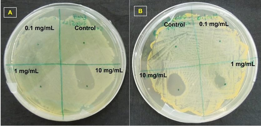 Figure 6: Antibacterial study on E.coli (A) and S. aureus (B) microorganisms.