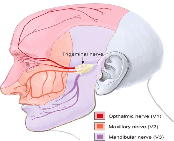 Figure 1: Trigeminal nerve Divisions [7].