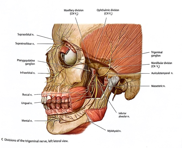 Figure 4: Muscles associated with trigeminal nerve [11].