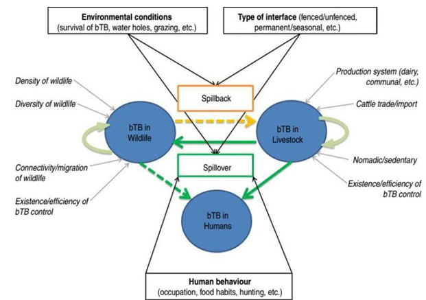Figure 1: Interspecific transmission of BTB at wildlife–livestock–human interfaces.