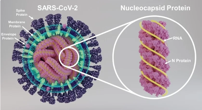 Figure 1: Structure of SARS-CoV-2 showing key proteins and structure of nucleocapsid protein.