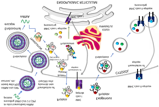 Figure 4: Structure of Conventional mRNA Vaccine [59].