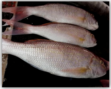 Figure 15: Red Snapper.