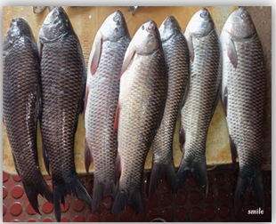 Figure 18: Carp.
