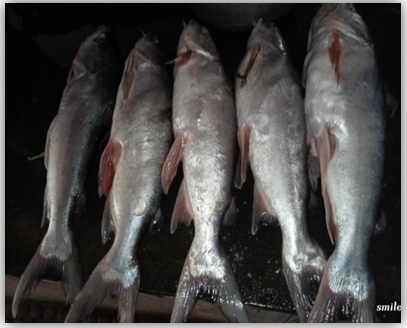 Figure 19: Cat Fish.
