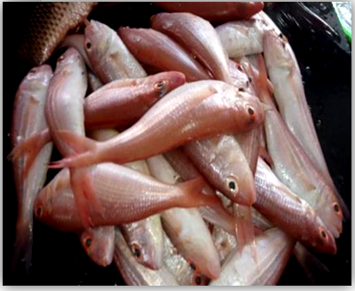 Figure 20: Pink Perch.