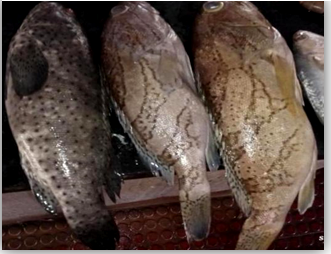 Figure 21: Sea Bass.