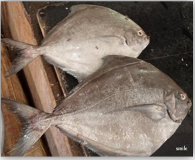 Figure 22: Pomfret.
