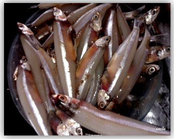 Figure 26: Anchovy.
