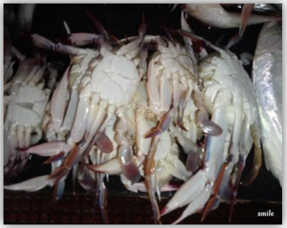 Figure 29: Crab.