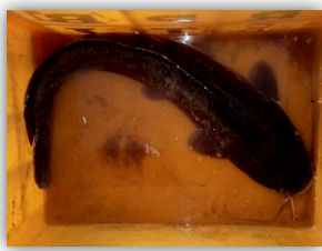 Figure 7: Murrel.