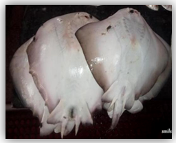 Figure 8: Ray Fish.