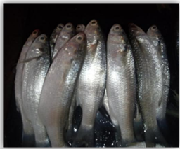 Figure 9: Mullet.