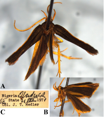 Figure 1: Ptilothyris medleri Park, sp. nov.: A, holotype (male); B, ditto, lateral view; C, label.