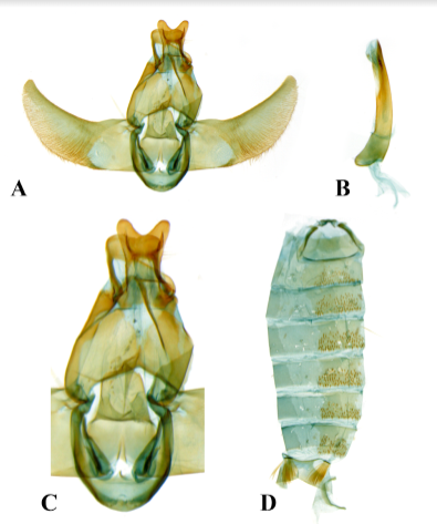 Figure 2: Male genitalia of Ptilothyris medleri Park, sp. nov.: A, genitalia (male); B, ditto, aedeagus; C, central part; D, abdomen.