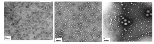 Figure 2: TEM Micrograph of Solid Lipid Nanoparticle B1, B2, B3 formulation.