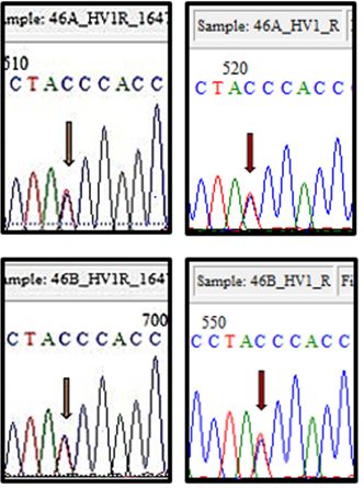 Figure 1: Point Heteroplasmy at Position 16,290 Related to T/C Bases Found in the 2 Individuals of Twin Pair 46, in Both Samples, Oral Mucosa and Blood. A: Individual 46A; B: Individual 46B.
