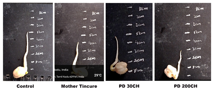 Figure 3: Measurement of Germinated Chick pea Seeds.
