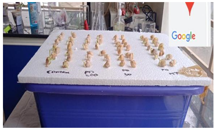Figure 4: Chick pea Seeds sown in Thermacol Trays.