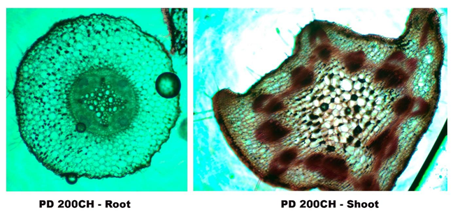 Figure 9: Hyphae and Vascular Bundle of Chick Pea Seeds treated with PD 200 CH.