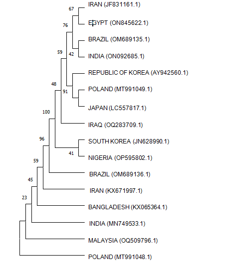 Figure 2: Phylogenetic tree of 16S rRNA gene of Proteus mirabilis isolate in infected Clarias gariepinus from Ogun State, Nigeria (OP595802.1).