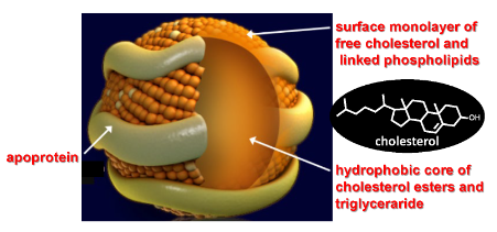Figure 1: General Lipoprotein Structure. The hydrophilic surface allows the particle to be freely transported throughout the blood stream. Cholesterol attaches to protein through ester linkages that are cleaved by phospholipases when the lipid is needed. This figured was modified from reference [4].