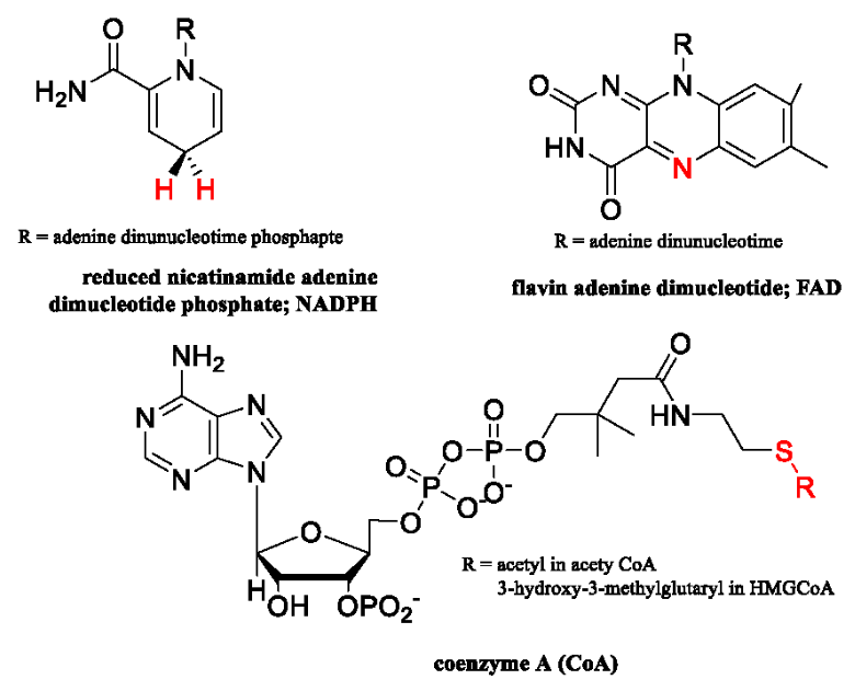 Figure 2: Structures Coenzymes Mentioned in Study Reactive atoms are highlighted in red. Please note that the stereochemistry of hydride transfer in the reductive half reactions of NADPH is enzyme dependent and only one hydride ion is transferred to reduce substrates.