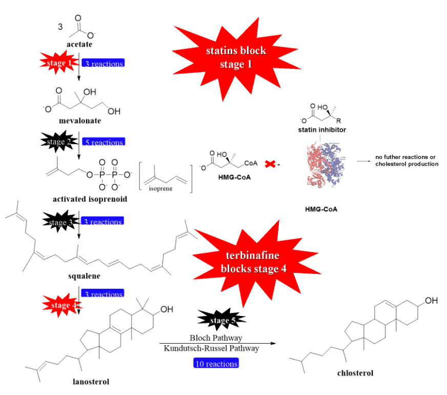 Figure 3: Structure of HMGR dimer. The structure shown is for the enzyme from P. mevalonii bound to a tetrahedral dithiohemiacetal intermediate (PDB ID: 1QAX) and shows the active site residues which are conserved in all HMGRS. The figure was modified from [28].