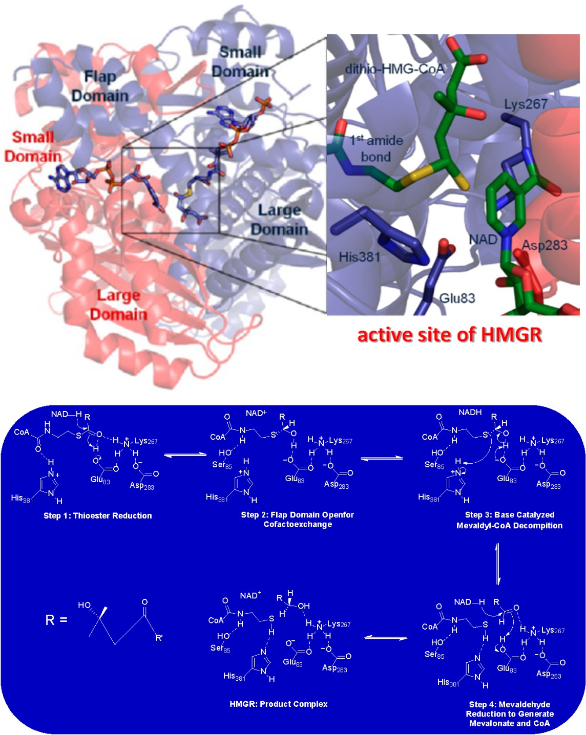 Figure 5: Structure of Some Common Statins. Each is shown in the β-hydroxy form that exists under physiological conditions. Red boxes are to highlight the structural similarities between statins and HMG-CoA, the substrate for HMGR. These similarities give rise to the potent competitive inhibition by statins (Ki in the nM range) to lower cholesterol biosynthesis.
